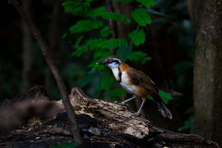 A lesser - necklaced laughingthrush is perching on a decayed wood log.