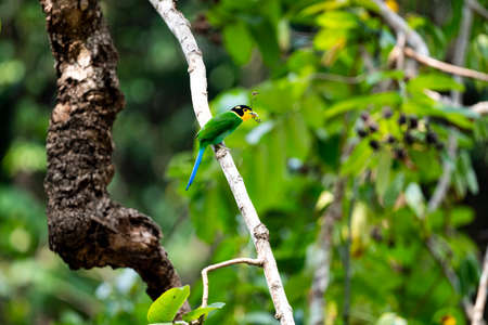 A long - tailed forest bird with broad head , flat and broad beak , and the yellow and bluish -...