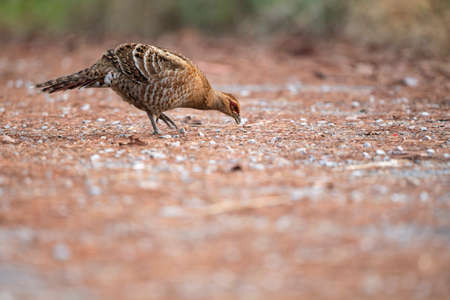 A chestnut - brown pheasant with whitish throat , buff belly and white - tipped tail .の写真素材