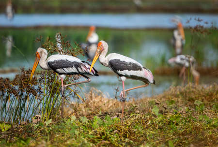 The white - and - black large stork with yellow beak ,bare and orange head and long bright pink tertials.の写真素材
