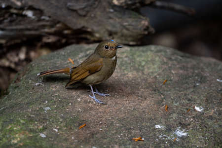 A female rufous - bellied Niltava with brown color , a white throat strap and a small blue crescent...
