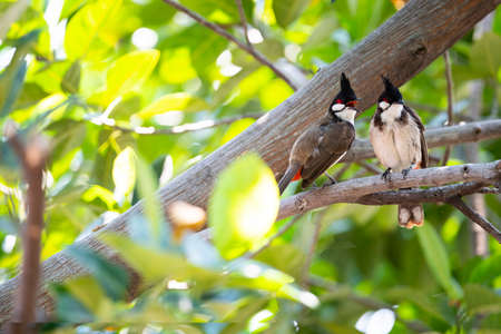 A couple of red - whiskered bulbul is perching together on a jackfruit tree branch.