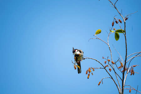A red - whiskered bulbul is perching on a tree branch preparing to eat fruits.