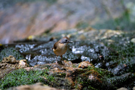 The passerine long - legged babbler with short stump for a tail.