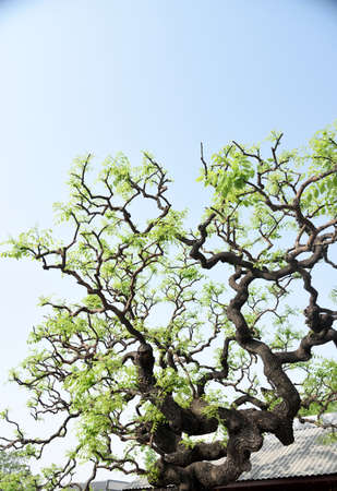 The mixed artificial and natural decoration  of tree is the culture of Chinese art.