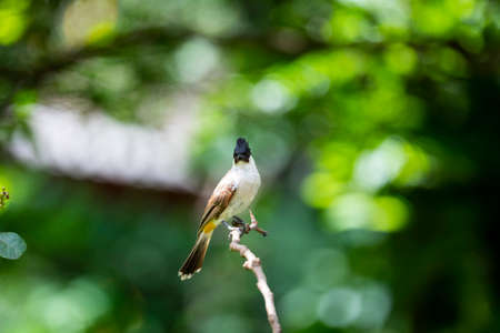 A sooty - headed bulbul is perching on a tree branch.