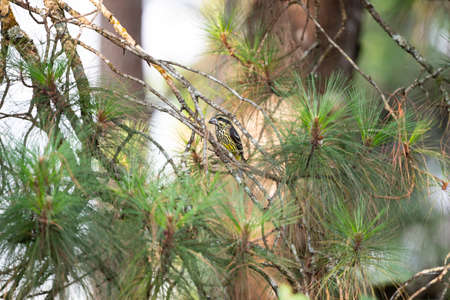 A female sopt - winged grosbeak with patchy black on the upperparts , yellow color below and black...