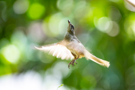 A streak - eared bulbul is flying into the air with some food between its beaks.の写真素材