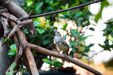 A baby of streak - eared bulbul is perching on a tree branch and playing with small climber.