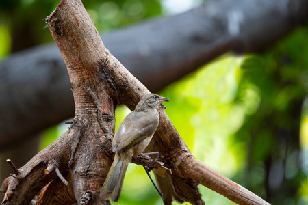 A streak - eared bulbul is perching on a tree branch.の写真素材