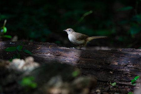 A streak - eared bulbul is perching on an old wood log.の写真素材