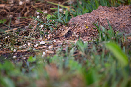 A small bird with rufous rump , brown upperparts with heavily striated markings , whitish...