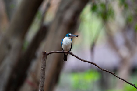 A white - collared kingfisher with its prey  is perching on a wood branch .の写真素材