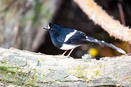 A forktail with prominent white crown , black throat and breast and white rump and lower back.