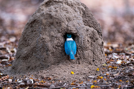 A white - collared kingfisher is standing at the hole of its nest preparing to feed its baby.の写真素材