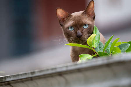 The domestic cat that has a long relationship with humans .の写真素材