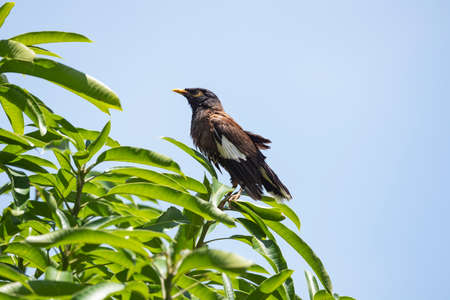 A common myna is perching on a tree top.の写真素材