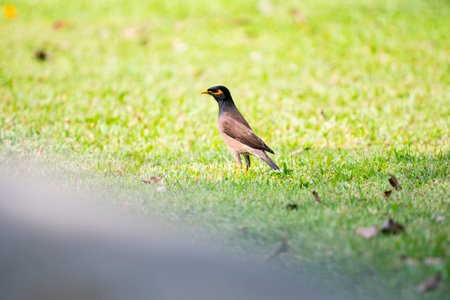 A common myna is standing on a grass field.の写真素材