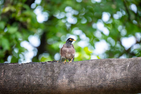 A common myna is standing on a big tree trunk.の写真素材
