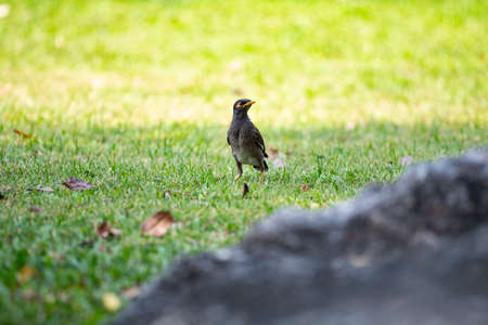 A common myna is standing on a grass field.の写真素材