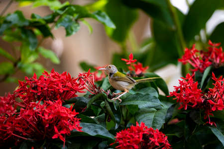 A songbird is standing on a branch surrounded by ixora flowers.