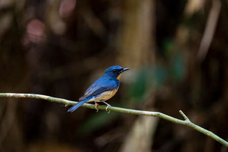 The bright blue flycatcher with orange throat , long broadbill , hooked tip and orange underparts.の写真素材