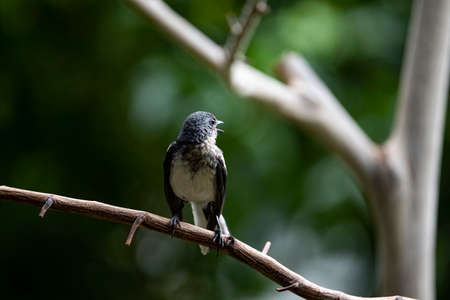 A Juvenile female magpie - robin is standing on a tree branch and turning its head backward.の写真素材