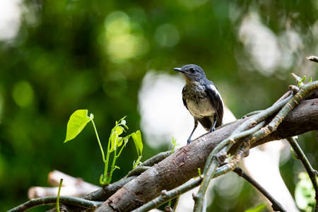 A Juvenile female magpie - robin is standing on a tree branch.の写真素材