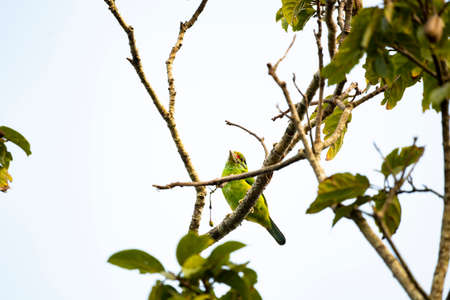 A brightly - colored Asian barbet with blue face and throat , black eyestripe and moustacheの写真素材