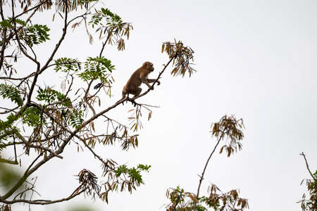 A simian mammal that lives in tree in the tropical rainforest .の写真素材