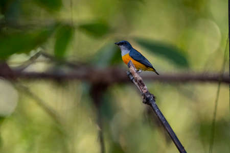 A male orange - bellied flowerpecker is perching on a piece of wood.の写真素材