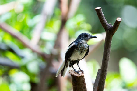A Juvenile female oriental - magpie robin is standing on a wood stump.の写真素材