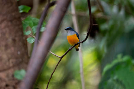 A male orange - bellied flowerpecker is perching on a tree branch.の写真素材