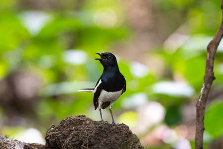 A male oriental magpie robin is perching on a small mound and making calls.の写真素材
