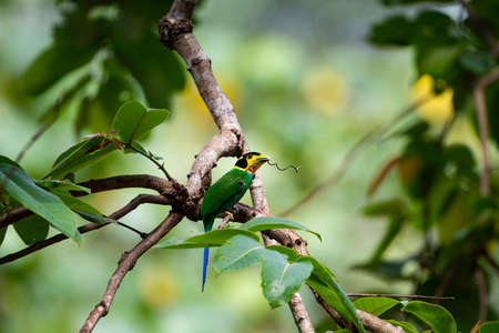 A cartoonish - looking bird with green color , a black - and - yellow head and bright blue tail.の写真素材