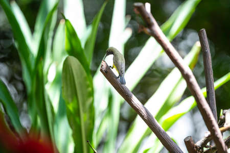 A female olive - backed sunbird with a yellow belly  , yellow throat and eyebrow.の写真素材