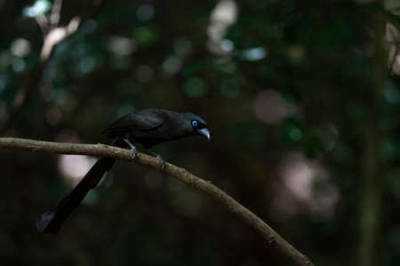A slender , velvetly - black bird is standing on a tree branch preparing to fly.