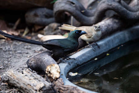 A slender , velvetly - black bird is standing on rocks on the rim of a water basin.の写真素材