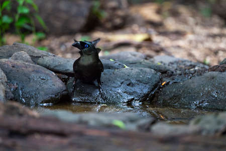 A racket - tailed treepie is standing on a rock near a water basin preparing to have water.の写真素材