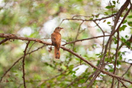 A female plaintive cuckoo is perching on a tree branch and turning head backward.の写真素材