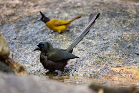 A racket - tailed treepie is standing on a big rock after taking a bath.