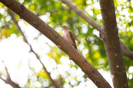 A female plaintive is standing on a big tree trunk and looking on.