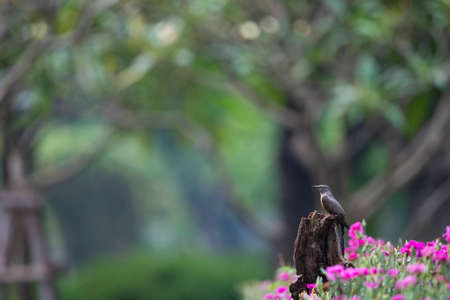 A male plaintive cuckoo is perching on a wood stump in a flower garden.