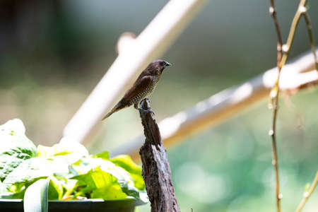 A scaly - breasted munia is perching on a wood stump.