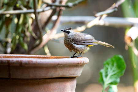 A yellow - vented bulbul is perching on a rim of a water basin after taking a bath.