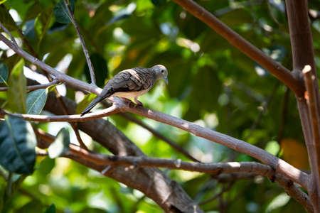 A small grayish brown dove is perching on a tree branch.