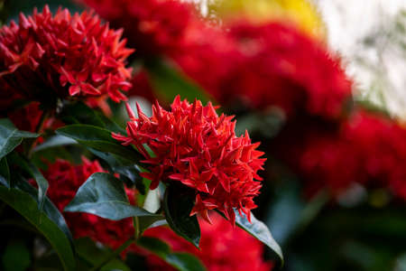The flower clusters of Ixora finlaysoniana in red  color of blooming stage.の写真素材