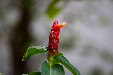 The flowering plant cultivated in Southeast Asia as an ornamental and for its medicinal use.の写真素材