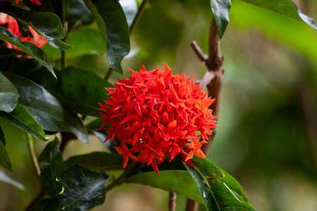 A flower cluster of  ixora comes in red bright florets in blooming stage.
