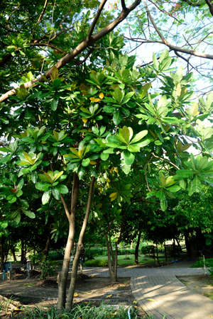 The small to medium - sized tree with narrow obovate leaves and grown for decorative and shade...